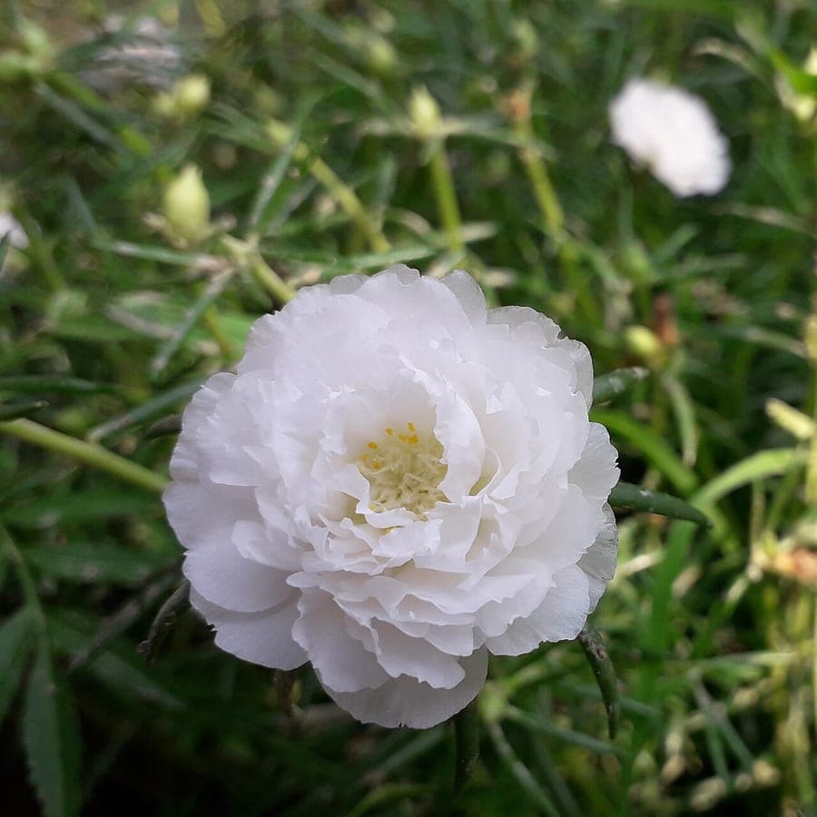 Portulaca grandiflora, moss-rose with bright colorful flowers
