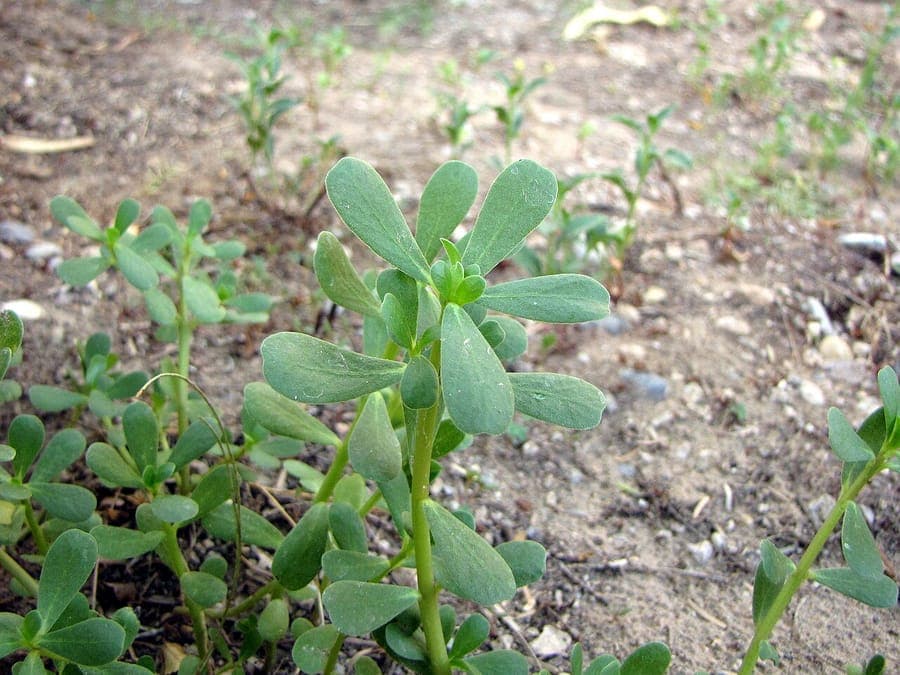 Purslane plant with yellow flowers and succulent leaves