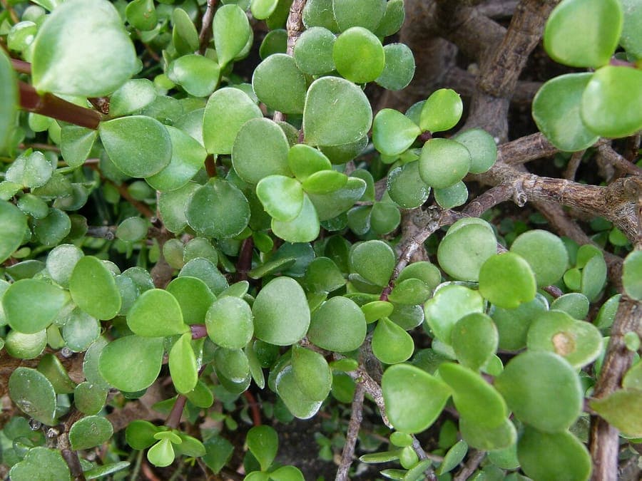 Pourpier en arbre avec habit de croissance compact et feuillage vert clair