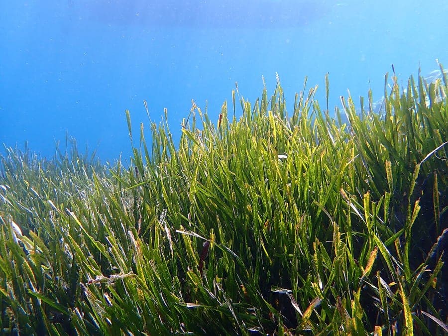 Neptungras wachsend in flachen Gewassern des Mittelmeers mit gruenen bandartigen Blattern