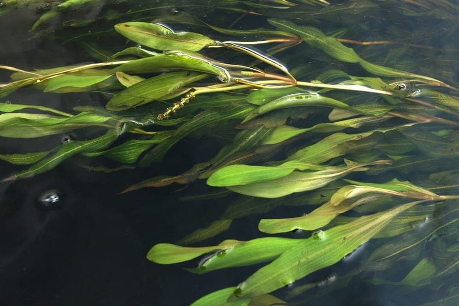 Alpine Pondweed submerged in cold mountain lake