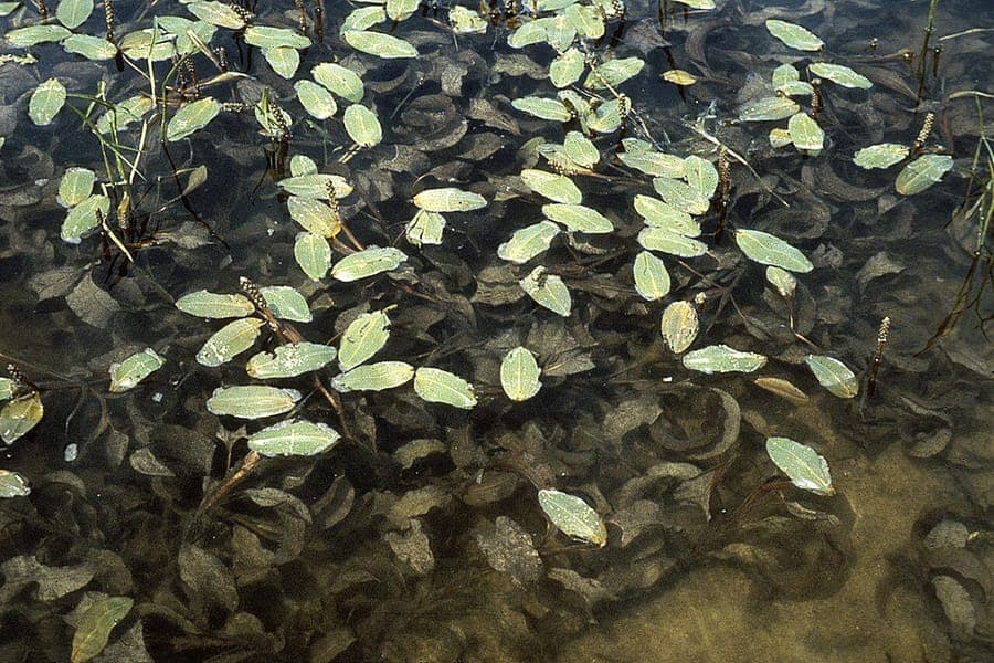 Potamogeton amplifolius potamot à grandes feuilles avec larges feuilles flottantes