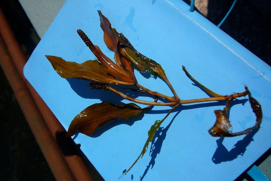 Fen pondweed with red and green colored leaves underwater