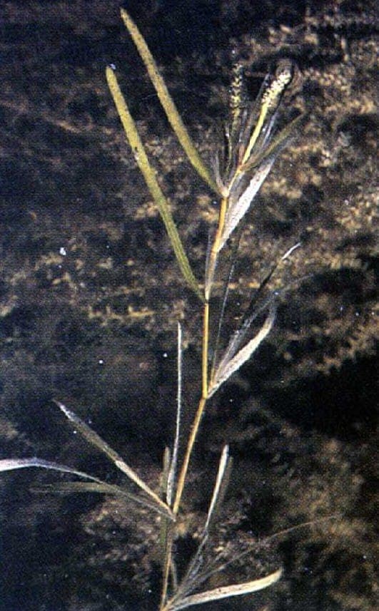 Potamot à tiges comprimées montrant tiges caractéristiquement aplaties sous eau
