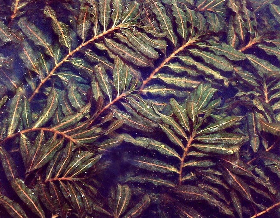 Curled pondweed with characteristic wavy and crinkled leaves