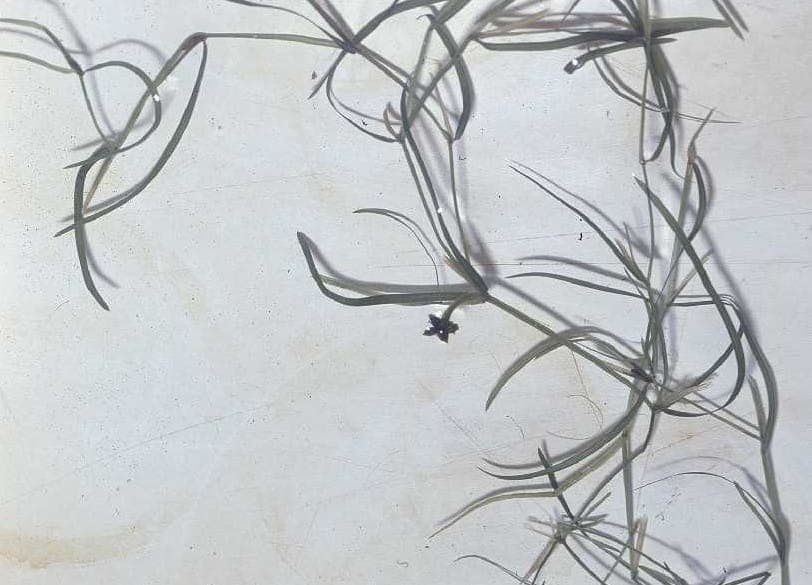Potamogeton foliosus aquatic plant with green leaves