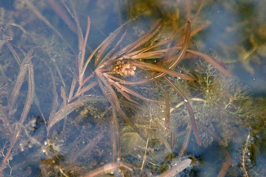 Blunt-leaved Pondweed in clear water