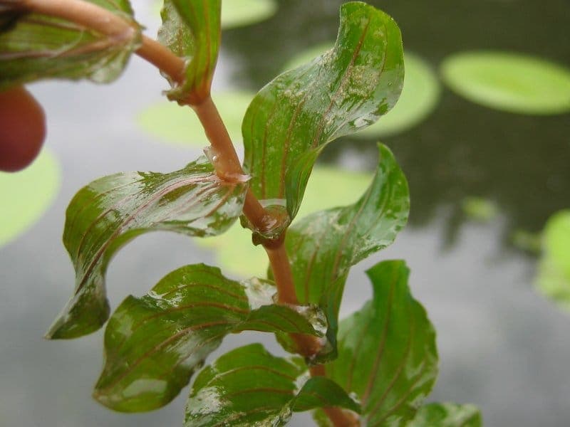 Perfoliate Pondweed with characteristic clasping leaves