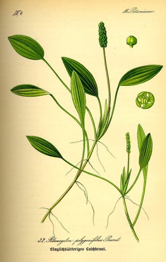 Bog Pondweed with characteristic red leaf markings