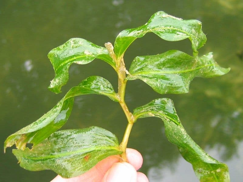 White-stem pondweed with long slender leaves underwater