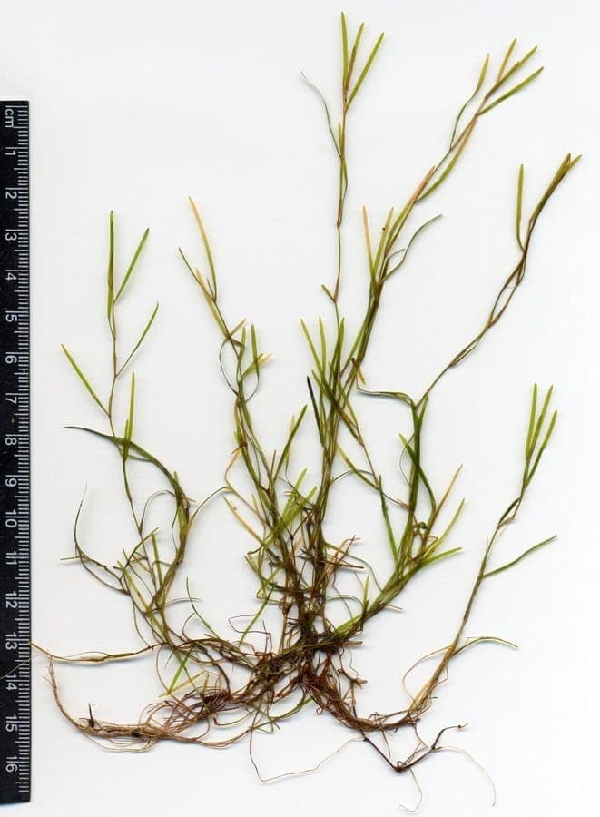 Lesser pondweed growing underwater with delicate leaves