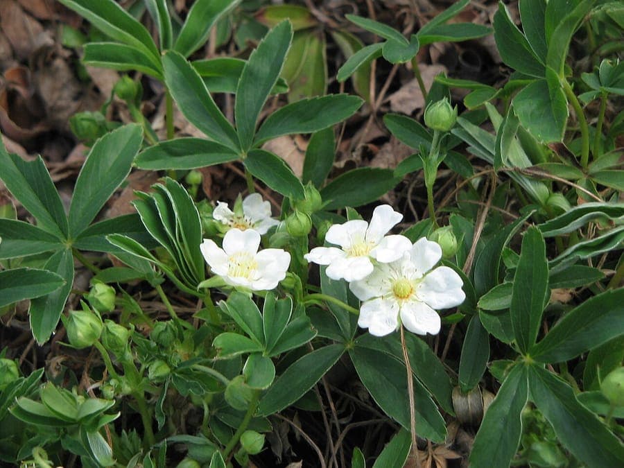 Potentille blanche en fleur sur une pente sèche et ensoleillée, avec un feuillage argenté et des fleurs blanches vives