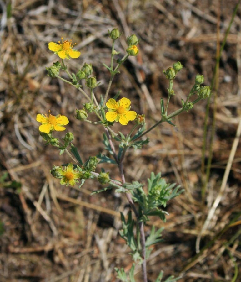 Hoary Cinquefoil showing silvery-grey foliage and yellow blooms