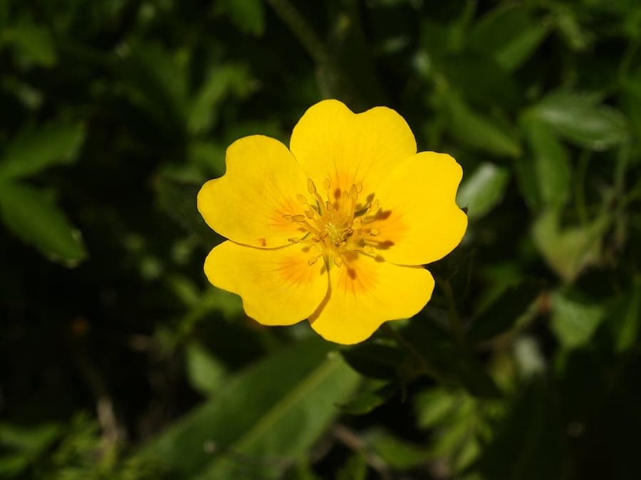 Gold-Fingerkraut in voller Blüte auf einer sonnigen Böschung