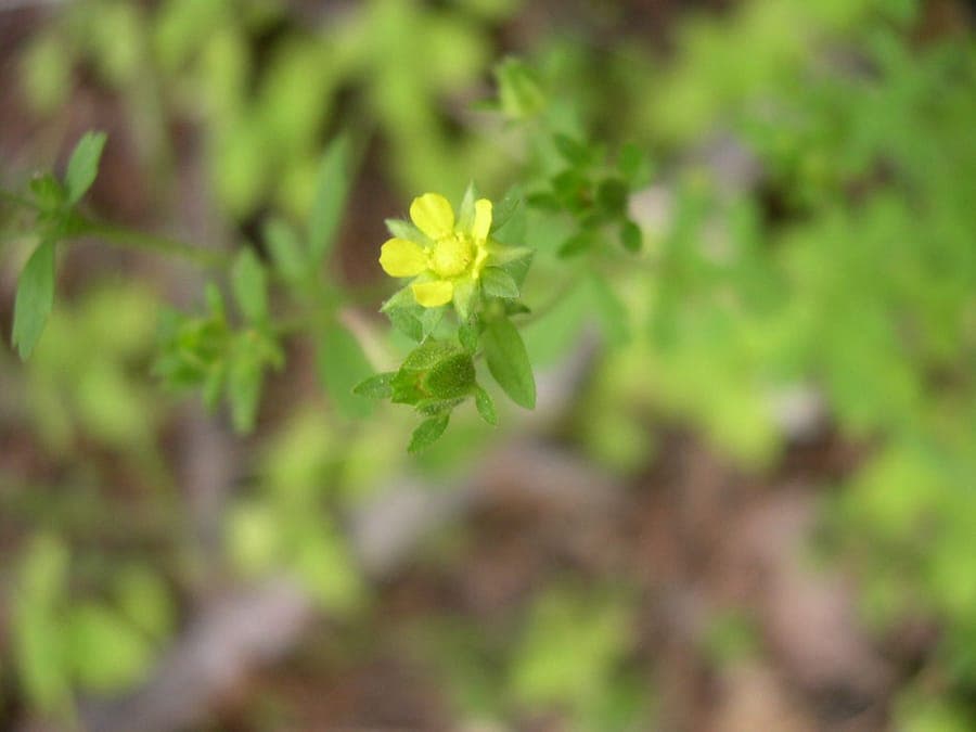 Potentilla biennis met gele bloemen en gefingerde groene bladeren
