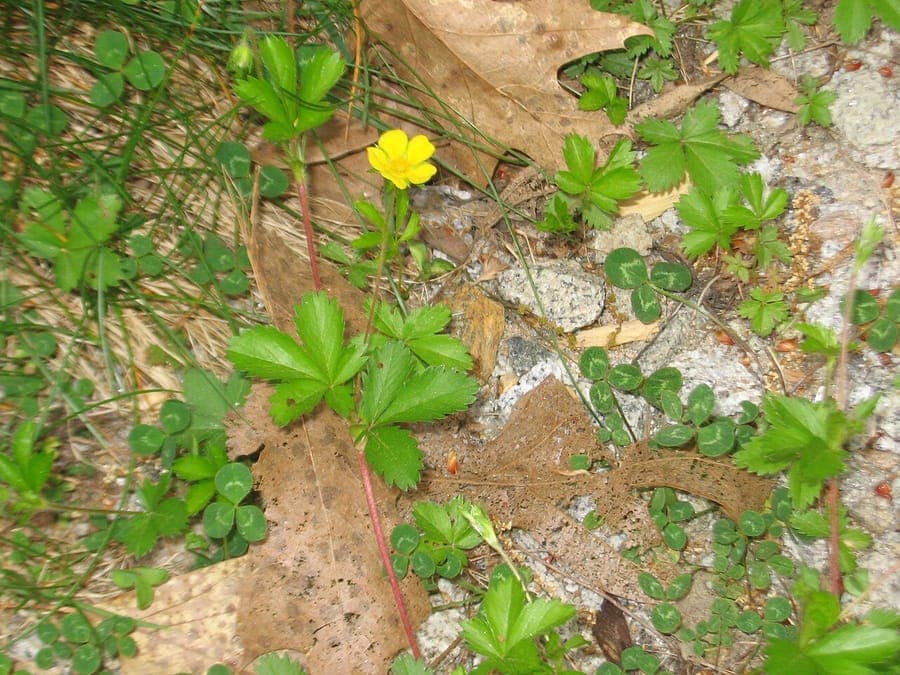 Fleurs de la Potentille du Canada avec des fleurs jaunes sur des plantes basses et etalees