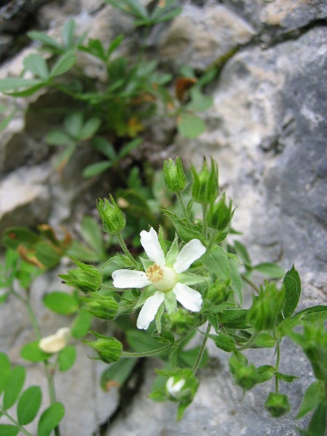 Makroaufnahme der Blätter und Blüten von Potentilla caulescens