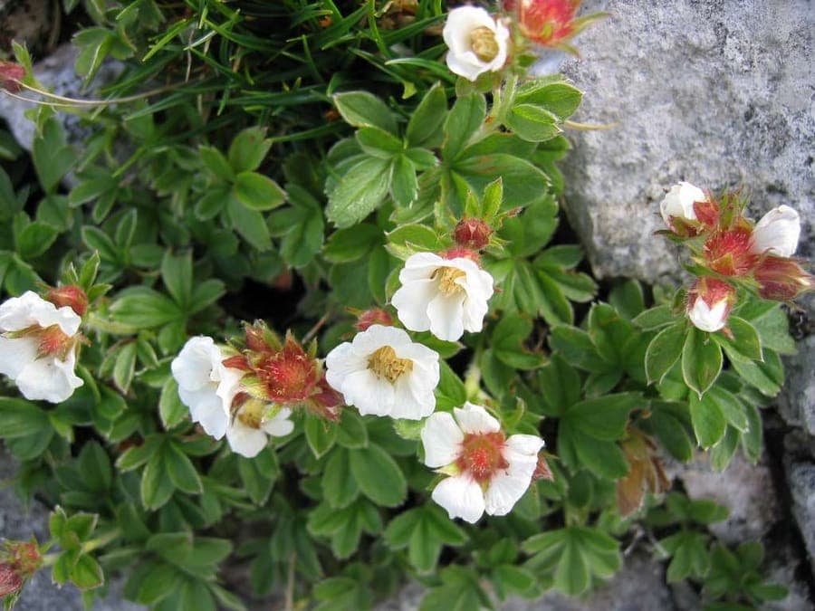 Fleurs jaune vif de Potentilla clusiana fingerkraut alpin