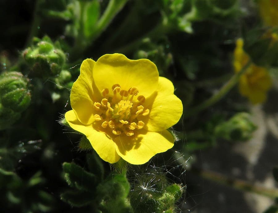 Zottiges Fingerkraut in voller Blüte auf einer sonnigen, steinigen Böschung