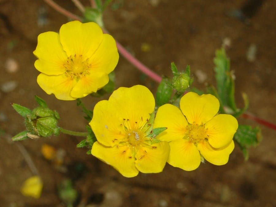 Potentilla delphinensis avec ses fleurs jaune d'or en paysage alpin