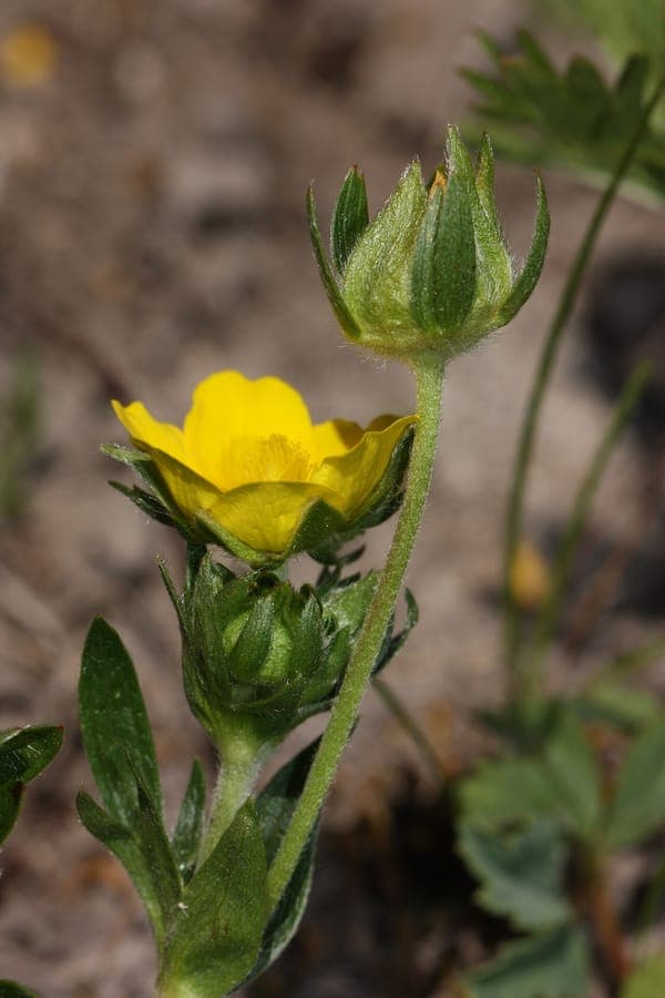 Drummond cinquefoil with yellow flowers in alpine rocky terrain