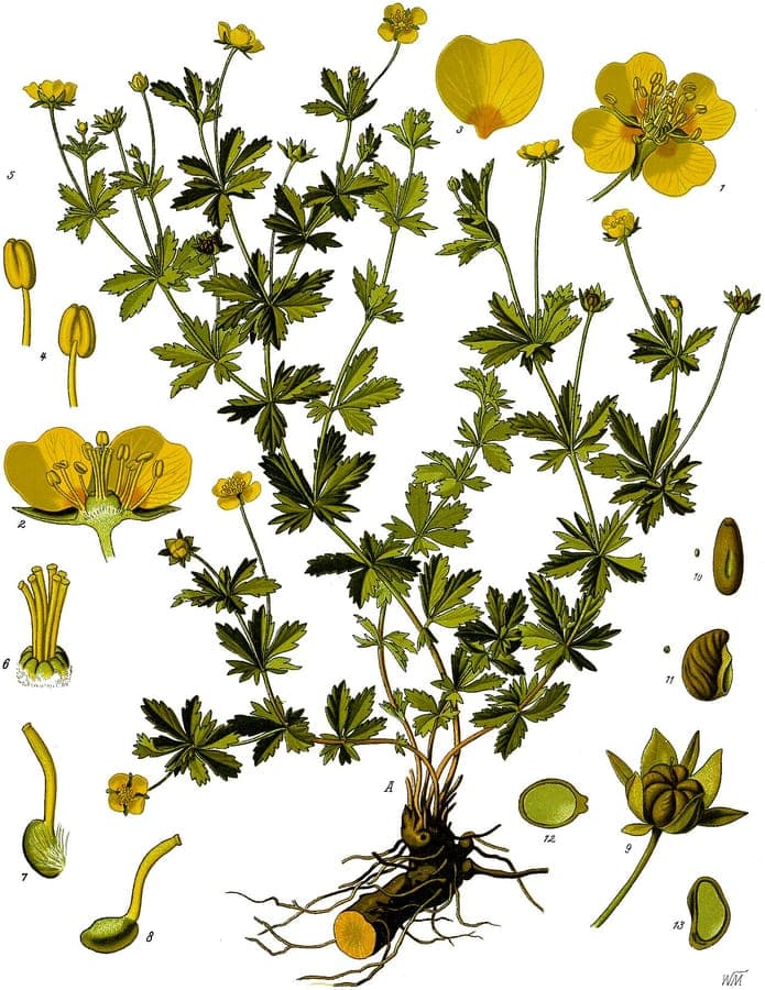 Fleurs jaunes de Tormentille sur un talus ombragé en milieu boisé