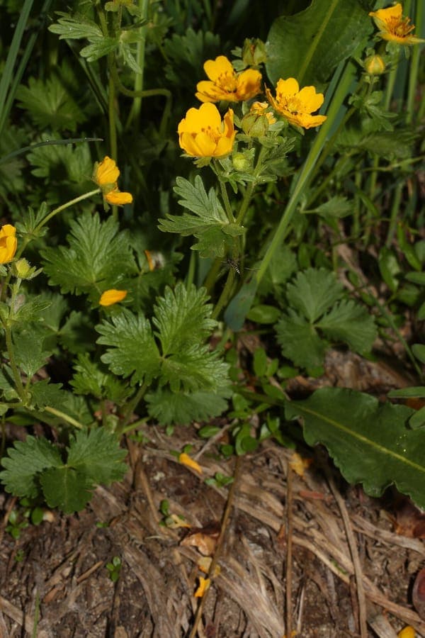 Potentilla flabellifolia mit gelben Blützen und charakteristisch fächerformigen Blättern