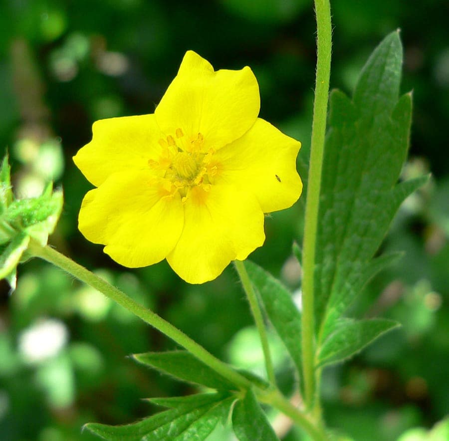 Graceful cinquefoil flowers in mountain habitat