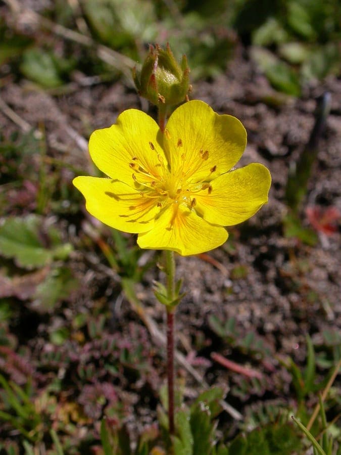 Potentille à grandes fleurs en pleine floraison sur un talus ensoleillé, avec des fleurs jaunes vifs et un feuillage en forme de doigts