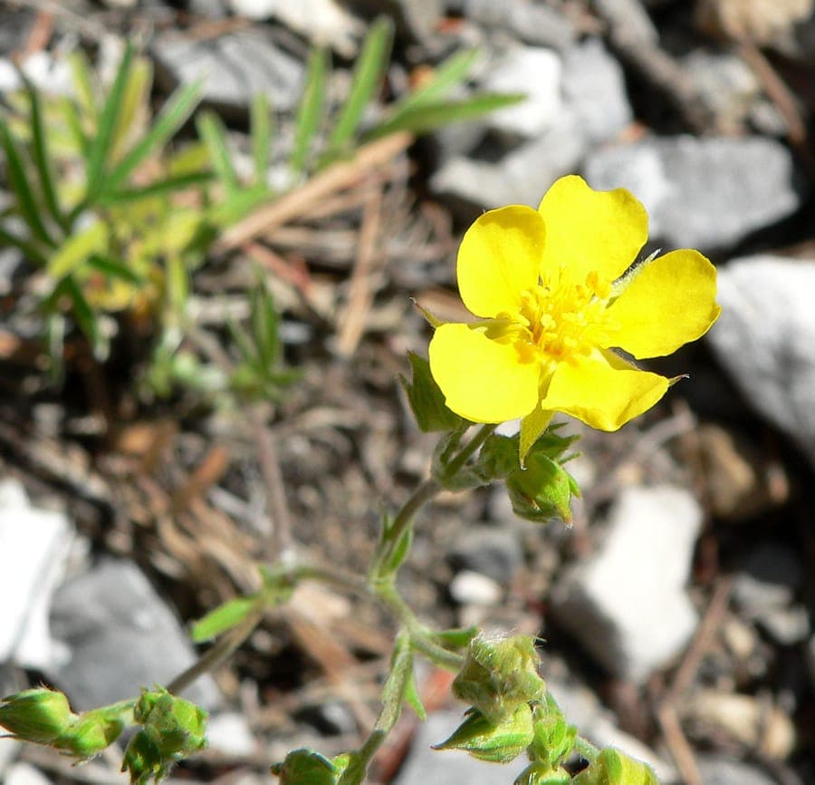 Silvery hairy leaves of Woolly Cinquefoil with yellow flowers