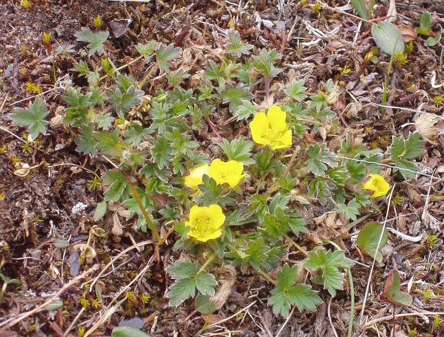 Arctic cinquefoil with yellow flowers on rock