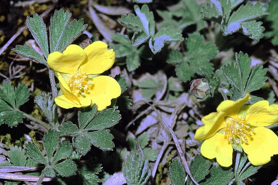 Potentille avec feuilles gris argenté et fleurs jaunes