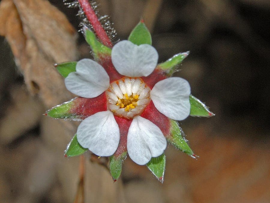 Pink barren strawberry in bloom under deciduous trees in early spring