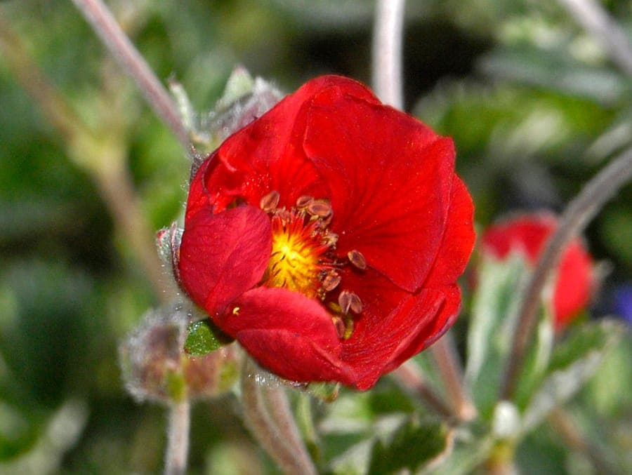 Nepalese cinquefoil with red-orange flowers in natural Himalayan habitat