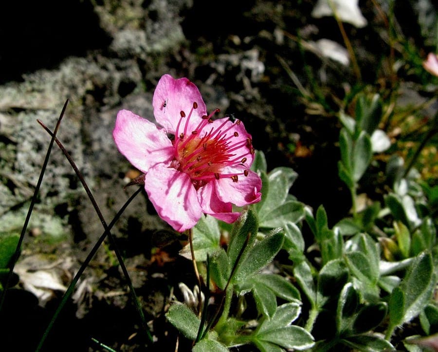 Pink cinquefoil with pink flowers and silvery glossy foliage