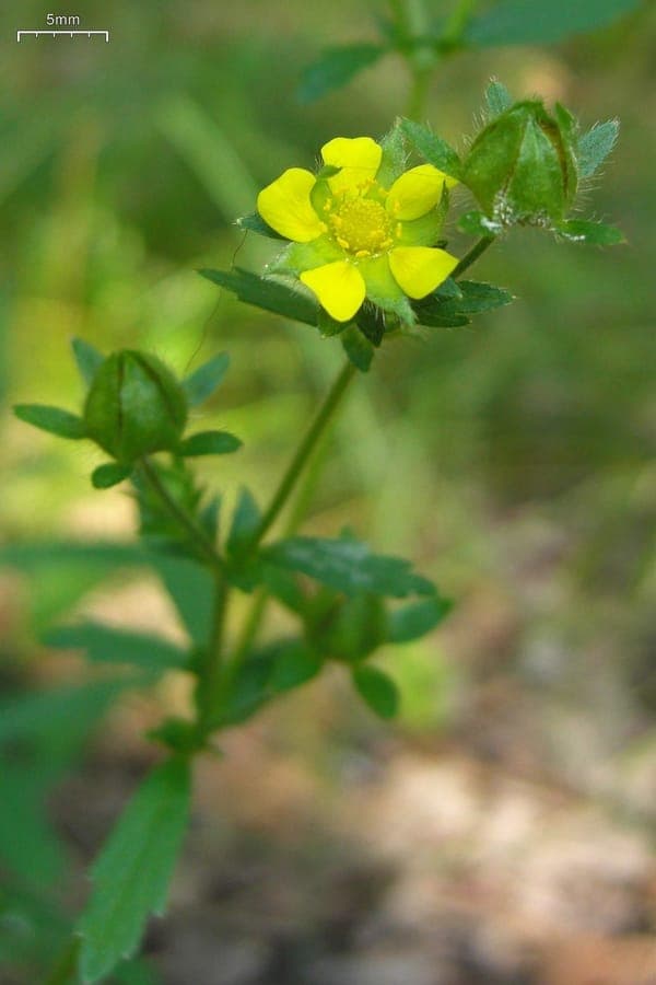 Ternate-leaf cinquefoil blooming in a sunny border during midsummer