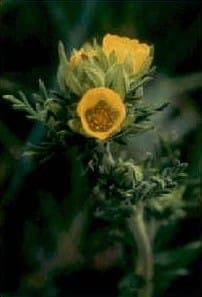 Pennsylvania Cinquefoil (Potentilla pensylvanica) with yellow flowers