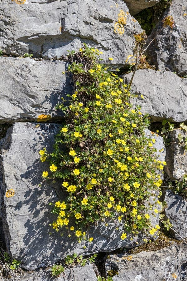 Potentilla pusilla Fuzzy Cinquefoil blooming plant with yellow flowers