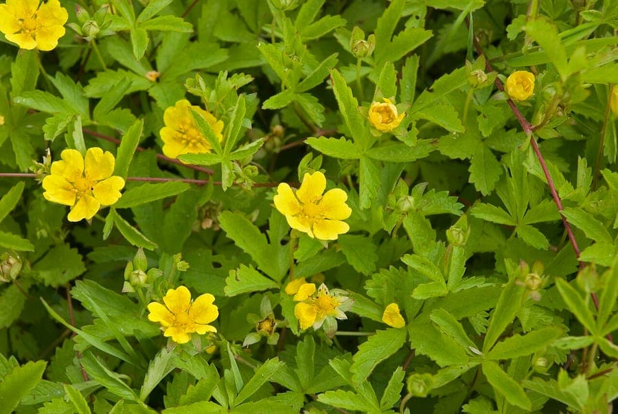 Kriechendes Fingerkraut in voller Blüte mit leuchtend gelben Blüten und fächerförmigen Blättern in einem naturnahen Garten.