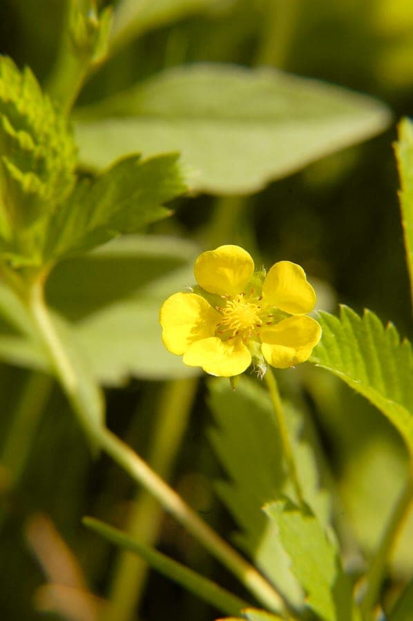 Potentille simple avec de petites fleurs jaunes sur des plantes basses et etalees