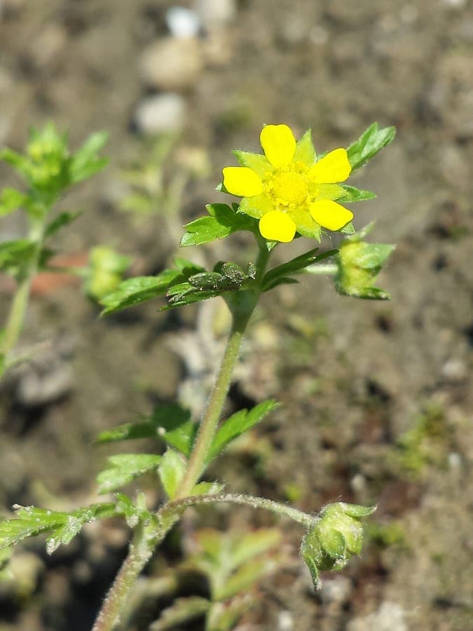 Potentille couchée en pleine floraison sur un talus sec, avec des feuilles finement découpées et de petites fleurs jaunes brillantes
