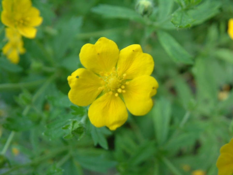 Thüringisches Fingerkraut mit gelben Blüten