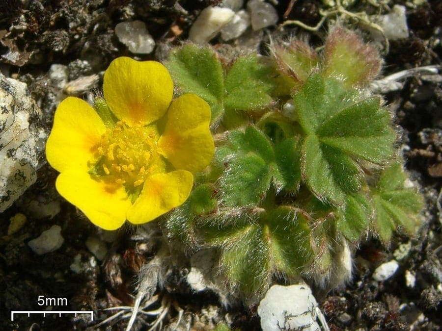 Potentilla villosa mit gelben Blueten und silbrig behaartem Laub im alpinen Steingarten