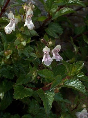 Prasium majus white flowers in May