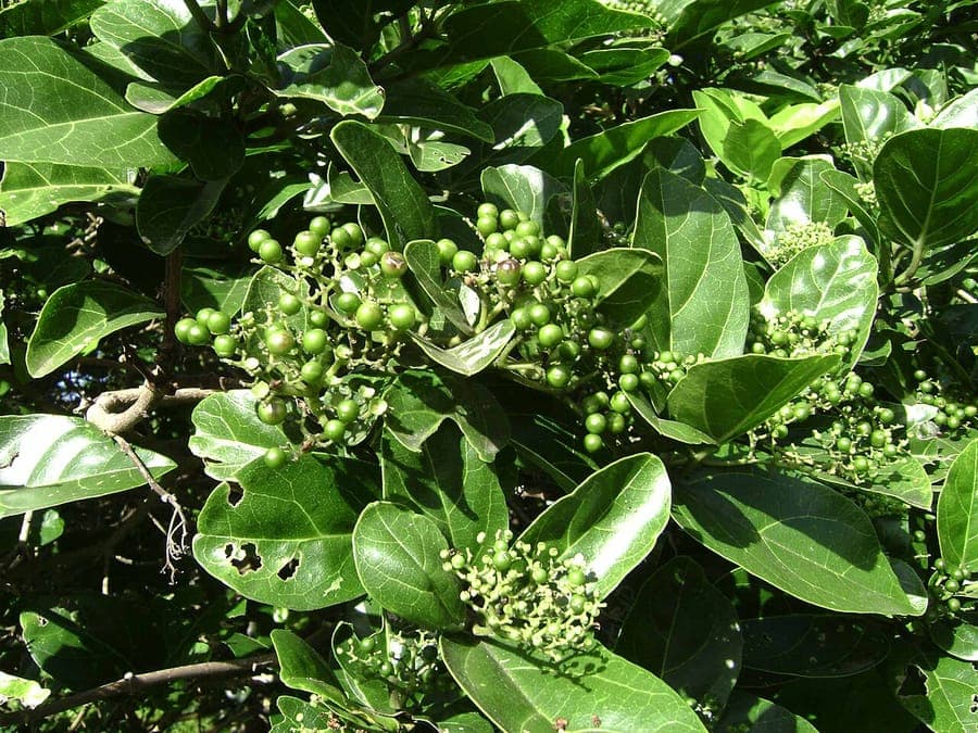 Premna serratifolia Bastard Guelder-rose flowering tropical shrub