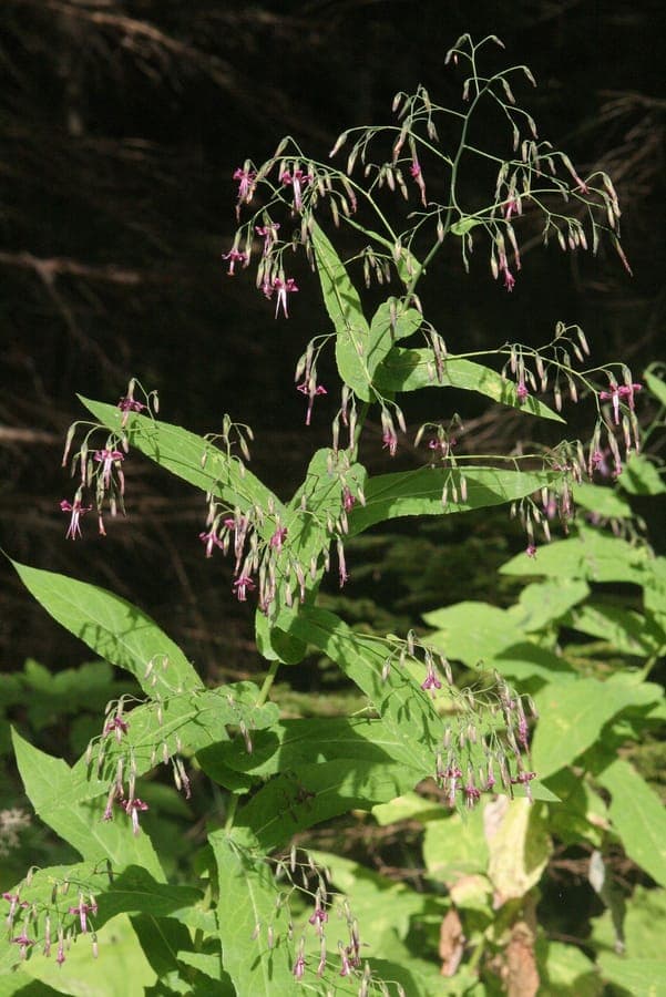 Rattlesnake root with purple flowers in natural woodland setting