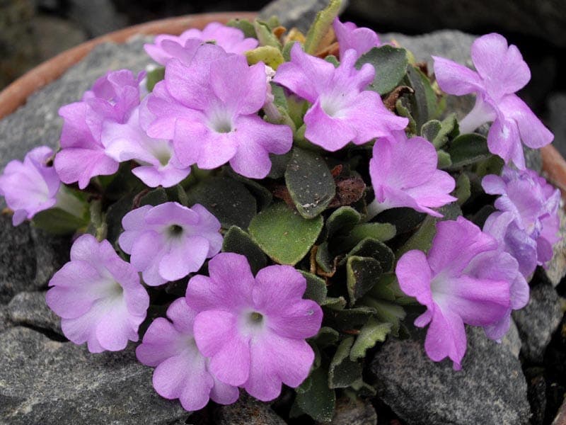 Allioni-Sleutelbloem met roze-paarse bloemen in alpine omgeving