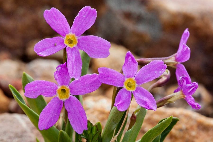 Alpine primrose with pink flowers