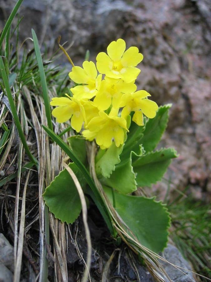Primula auricula mit dunkelgrünen Blättern und orangeroten Blüten in einem Steingarten