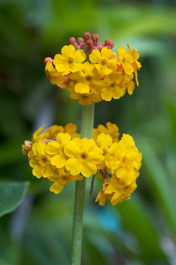 Candelabra primrose with orange-red flowers